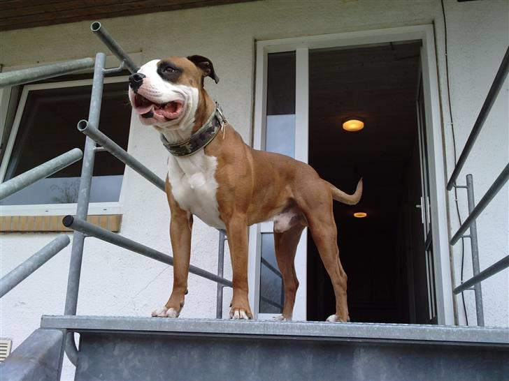 Blanding af racer Tjico billede 16