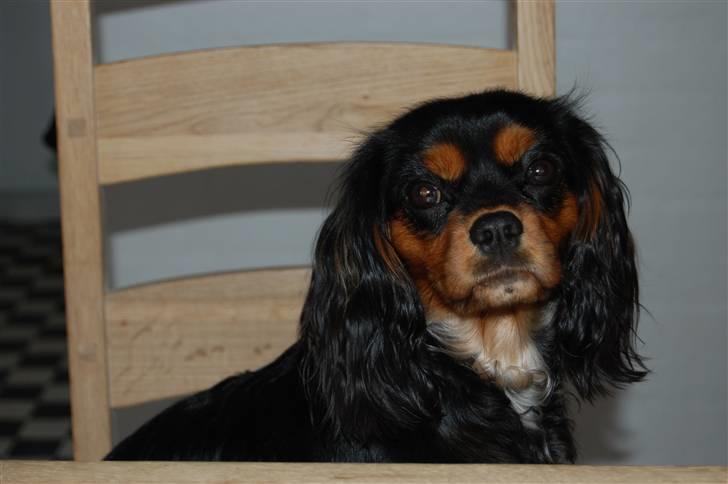 Cavalier king charles spaniel Lulu billede 2