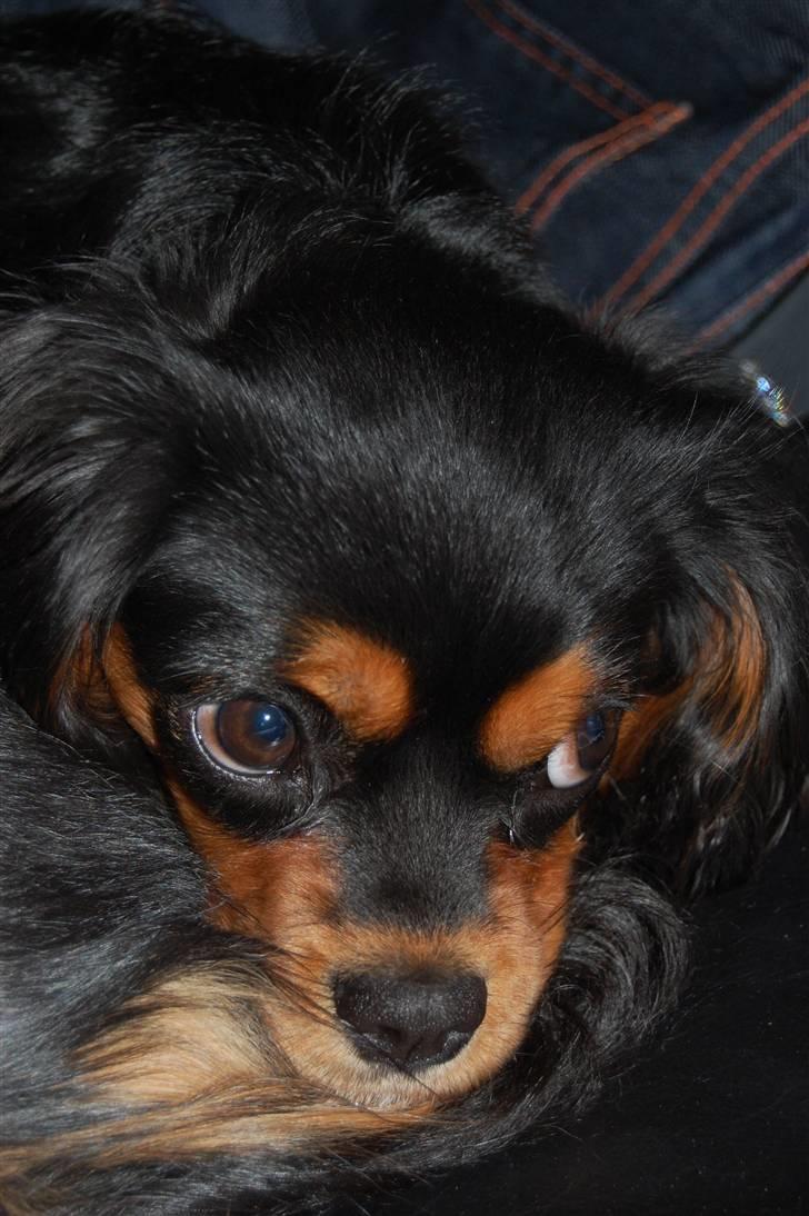 Cavalier king charles spaniel Lulu billede 3