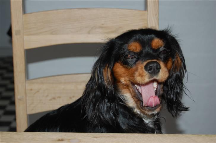 Cavalier king charles spaniel Lulu billede 4