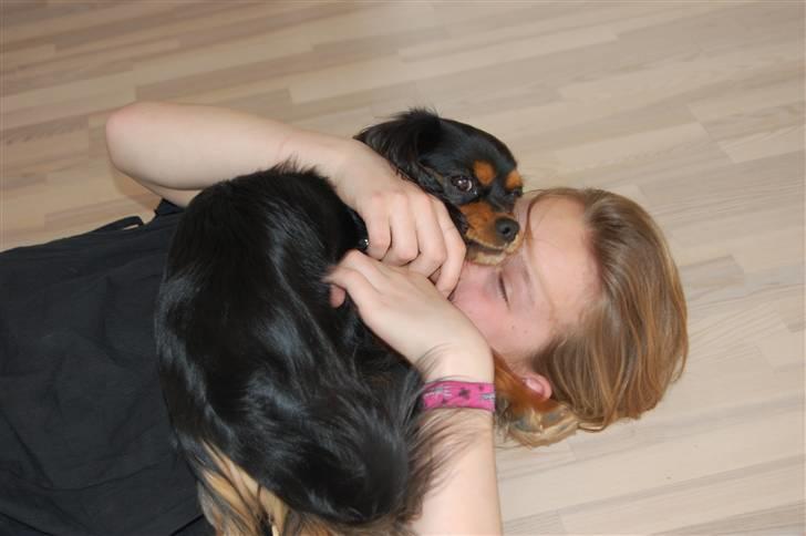 Cavalier king charles spaniel Lulu billede 5