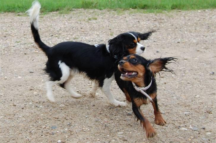 Cavalier king charles spaniel Lulu billede 6