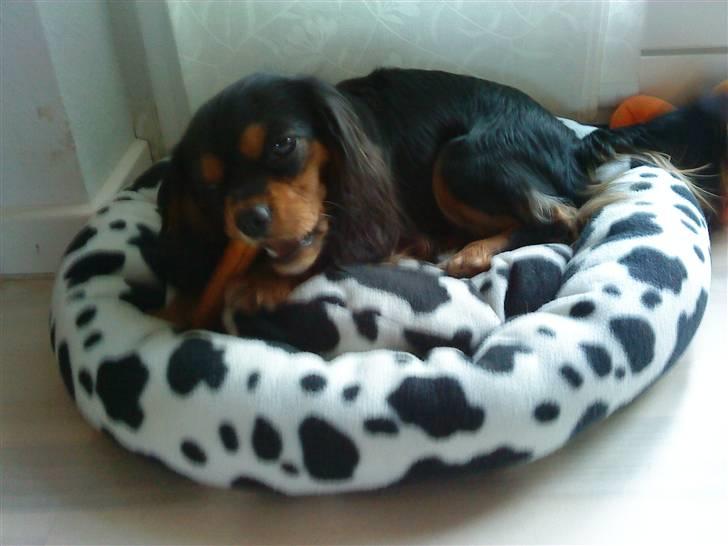 Cavalier king charles spaniel Lulu billede 7
