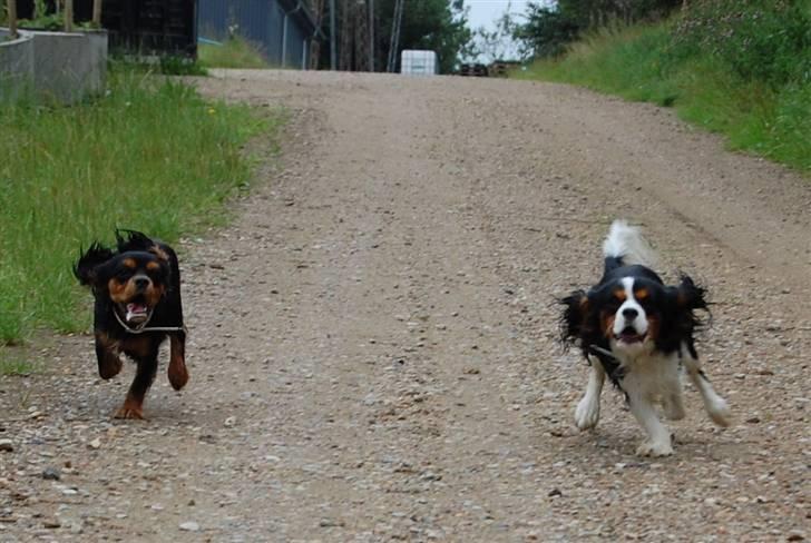 Cavalier king charles spaniel Lulu billede 8