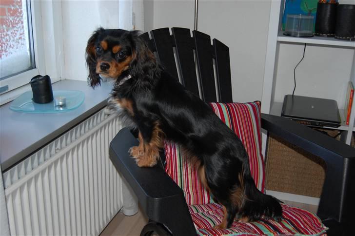 Cavalier king charles spaniel Lulu billede 9
