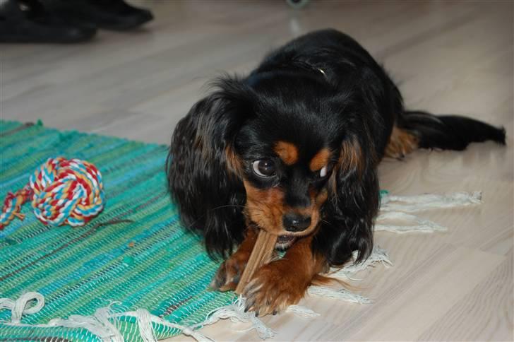 Cavalier king charles spaniel Lulu billede 10