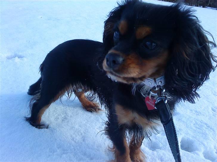 Cavalier king charles spaniel Lulu billede 11