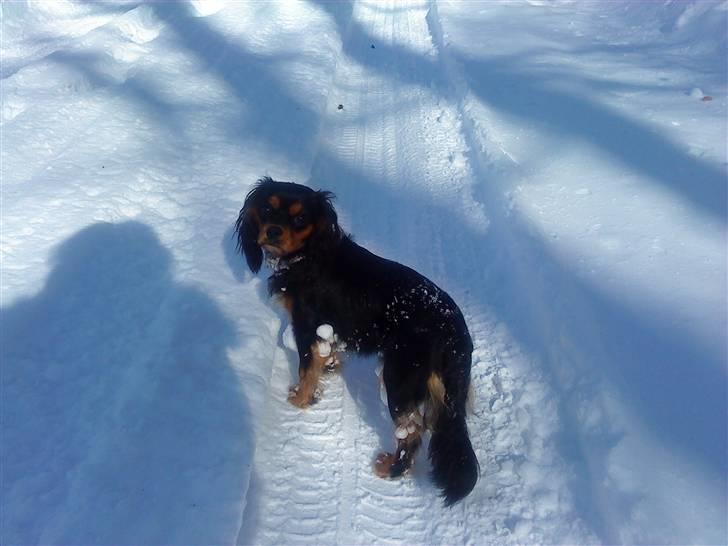 Cavalier king charles spaniel Lulu billede 12