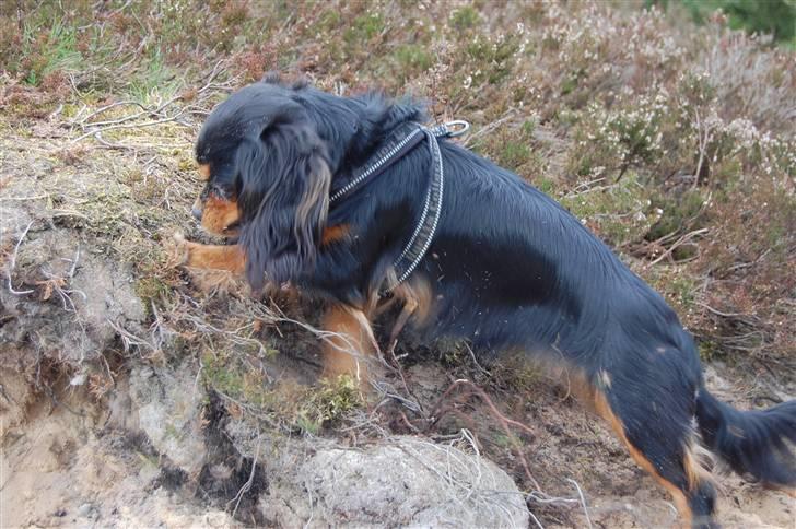 Cavalier king charles spaniel Lulu billede 13