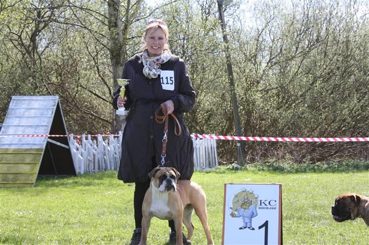 Olde english bulldogge Spangers Cinderella billede 16