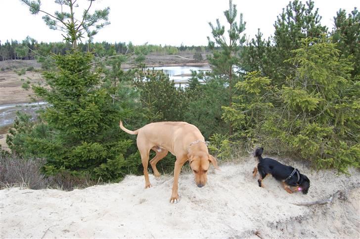 Cavalier king charles spaniel Lulu billede 14