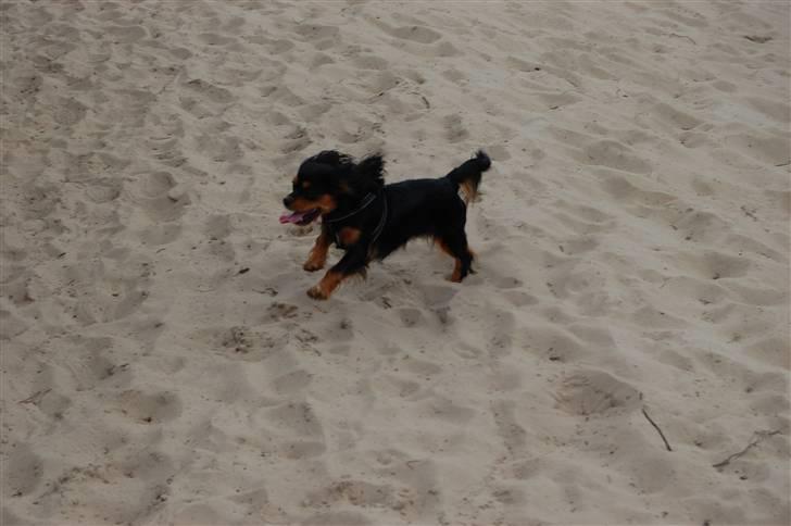 Cavalier king charles spaniel Lulu billede 15