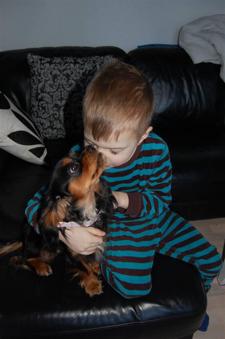 Cavalier king charles spaniel Lulu billede 16