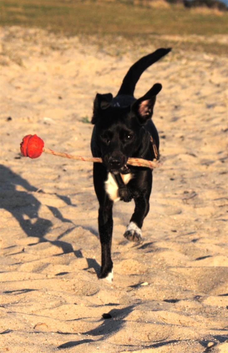 Blanding af racer Karla Malone - Karla med sin elskede bold, Husodde strand, efterår 2010 billede 15