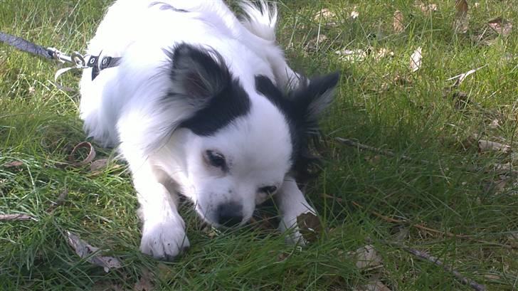 Chihuahua Bailey - En satans god pind! billede 7