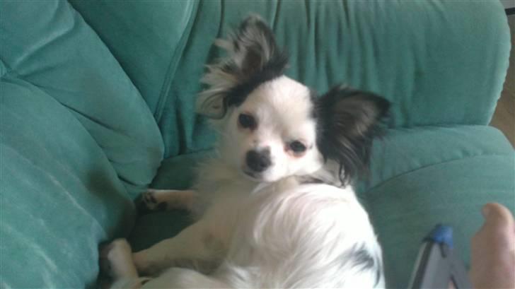 Chihuahua Bailey - Godmorgen billede 8