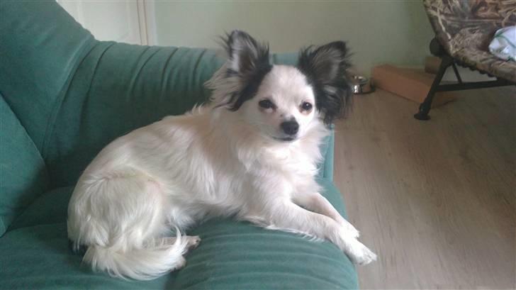 Chihuahua Bailey - Trææt! billede 9