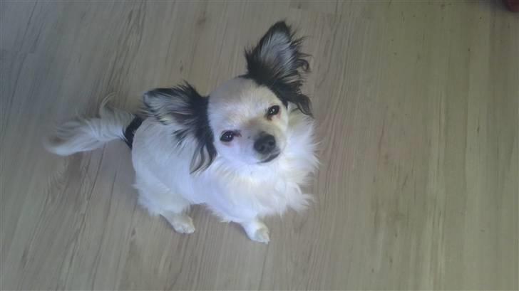 Chihuahua Bailey - er det mig du kigger på? billede 10