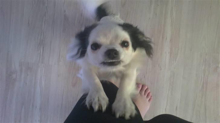 Chihuahua Bailey - Strække Strække op af mors ben ! billede 11