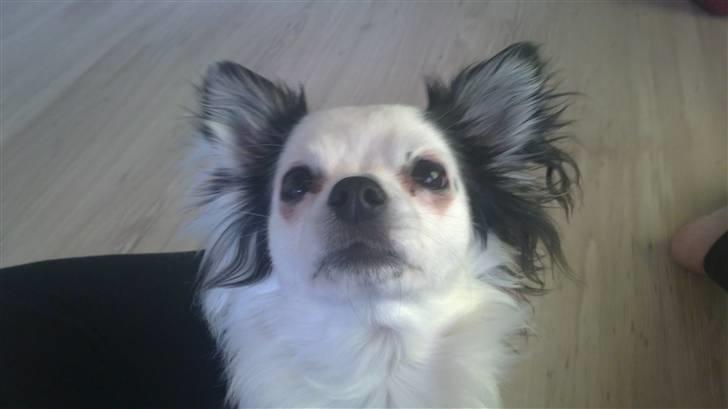 Chihuahua Bailey - Hvad er der der oppe? billede 12