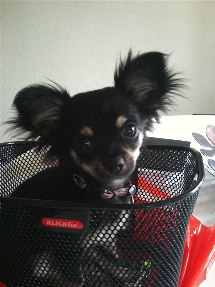 Chihuahua Kenzo - Lidt øvelse indedørs inden første cykeltur...  billede 10