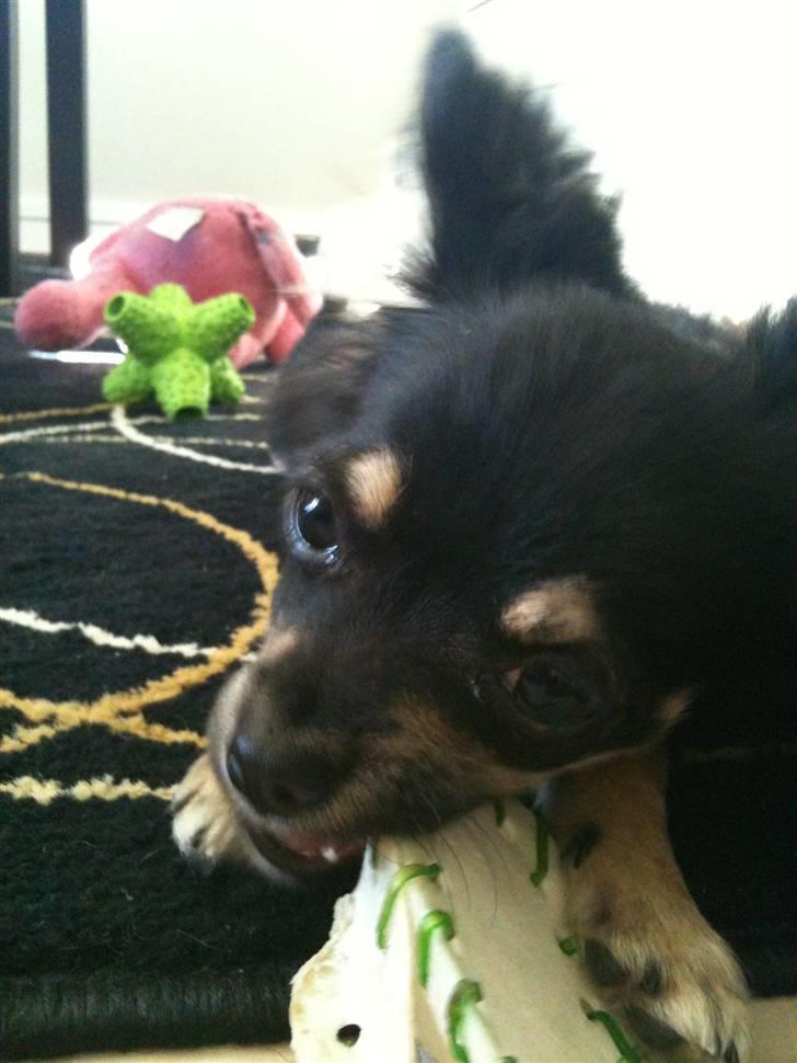 Chihuahua Kenzo - mmhh.. de her tyggesko er bare GOE !!!! billede 11
