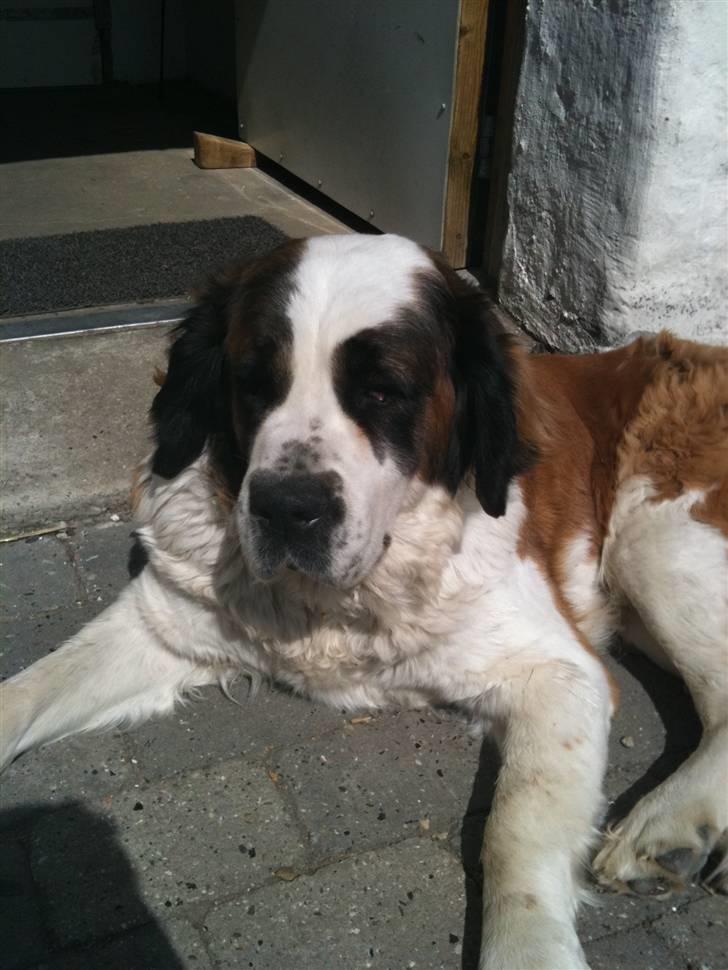 Sankt bernhardshund Molly billede 1