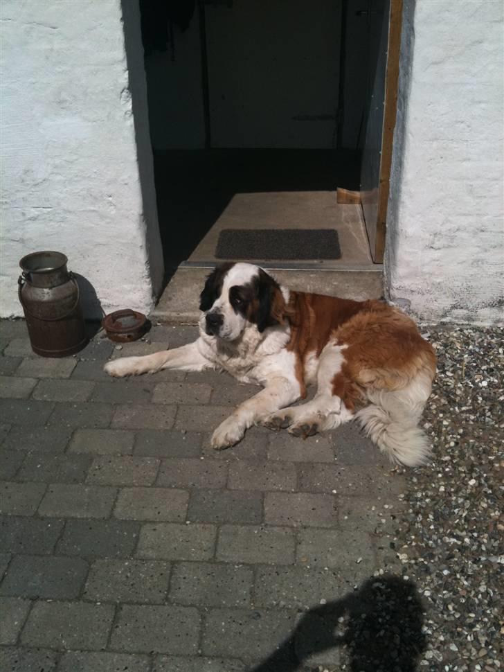 Sankt bernhardshund Molly billede 2