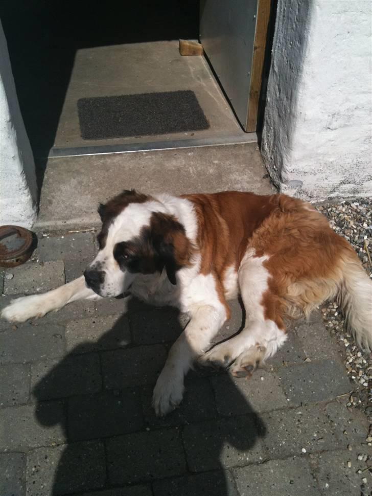 Sankt bernhardshund Molly billede 3
