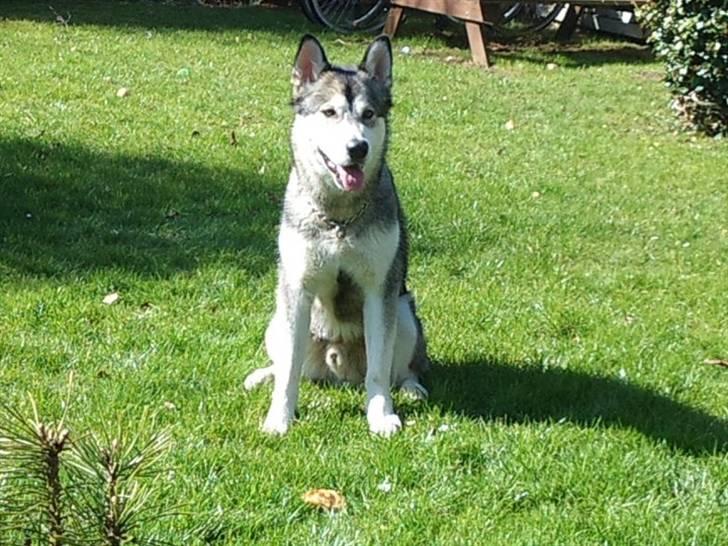 Alaskan malamute mico billede 9