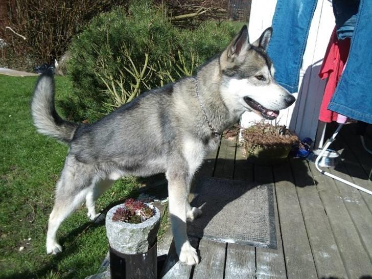 Alaskan malamute mico - et år billede 10