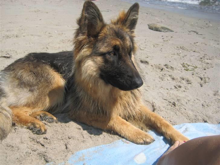 Schæferhund Charlie - Asta (Mor) billede 11