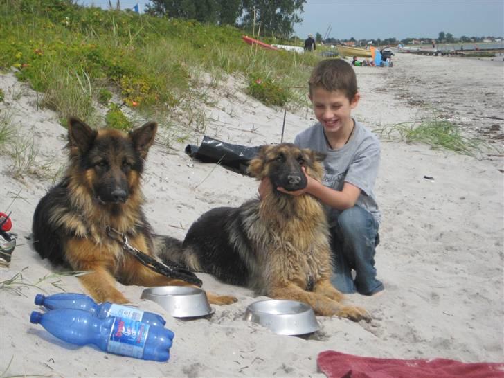 Schæferhund Charlie - Bako(Far) og Asta(Mor) billede 12