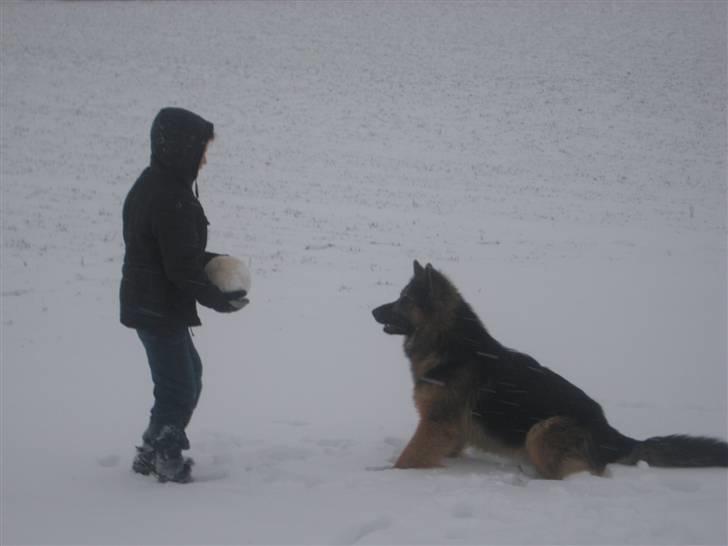 Schæferhund Charlie - Bako, charlie´s far. Dejlig tyk winter pels! billede 13