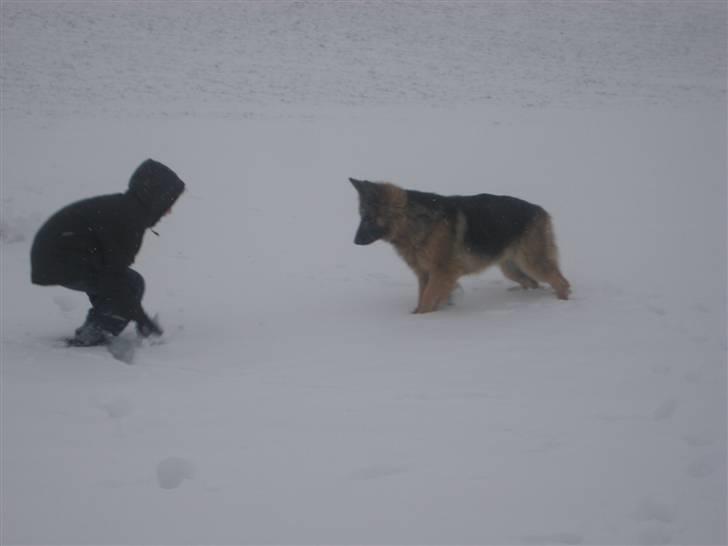 Schæferhund Charlie - Bako(far) billede 14
