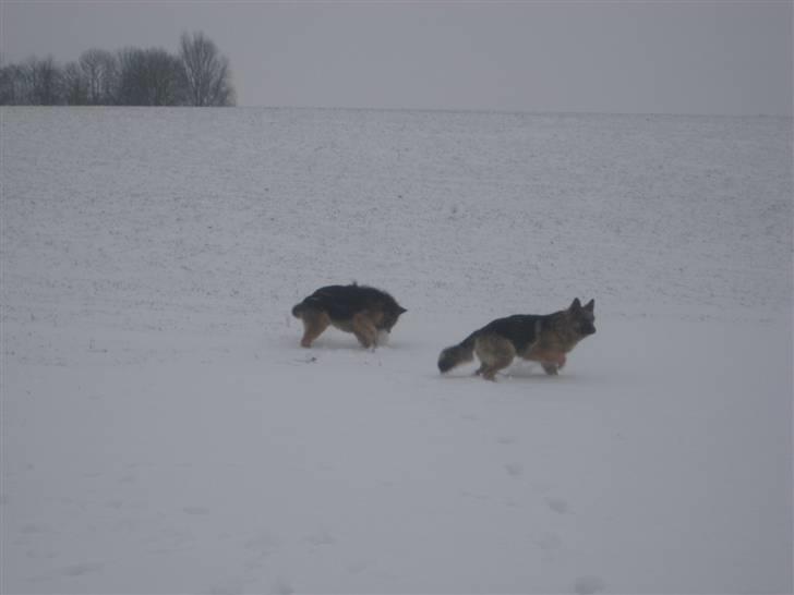 Schæferhund Charlie - Mor og far billede 15