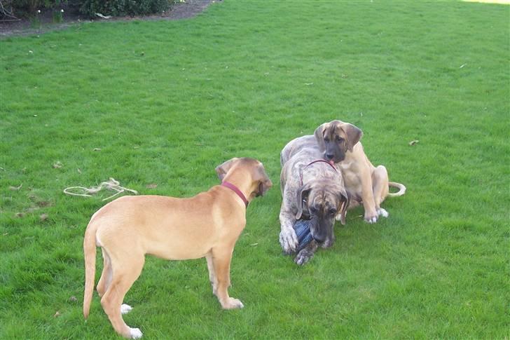 Blanding af racer balder - jeg putter ved mor og søster freja ser på billede 9