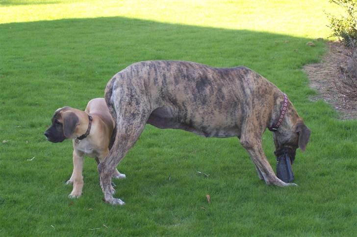 Blanding af racer balder - hygge i haven  billede 10