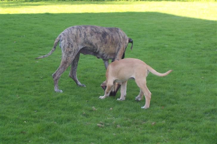 Blanding af racer balder - hvad mon mor spiser billede 11