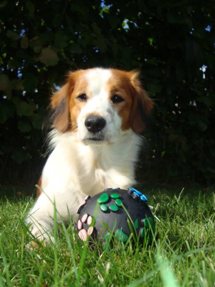 Kooikerhondje Høgedals Lady Smilla billede 14