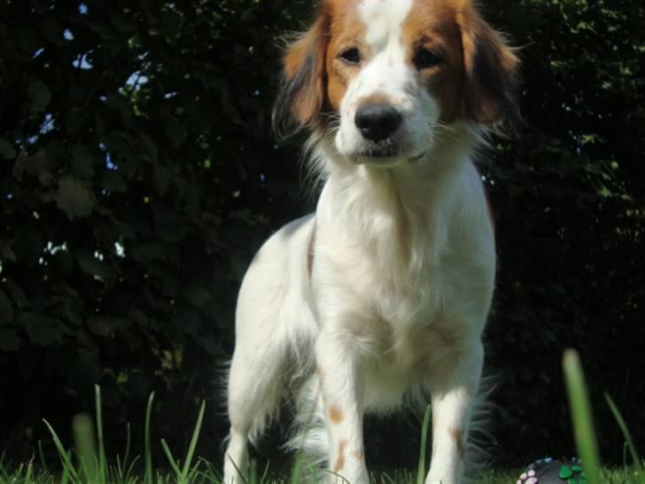 Kooikerhondje Høgedals Lady Smilla billede 15
