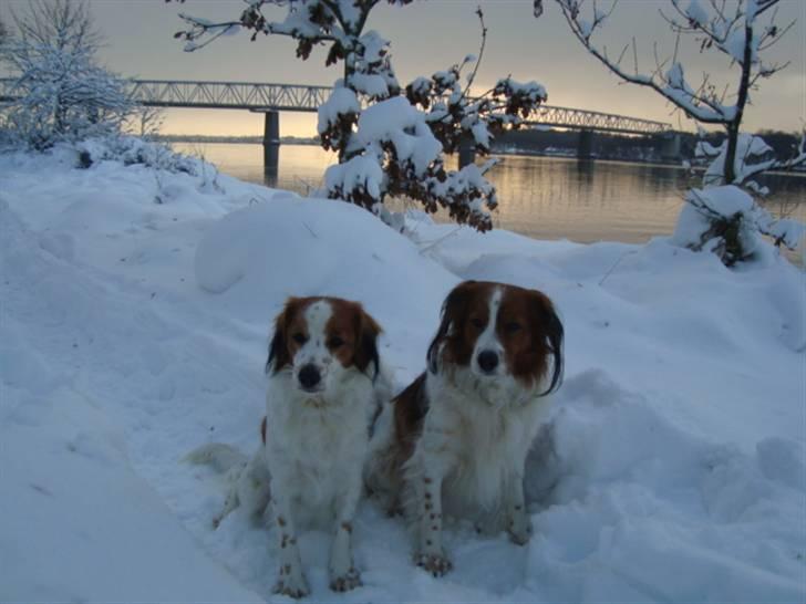 Kooikerhondje Høgedals Lady Smilla billede 16