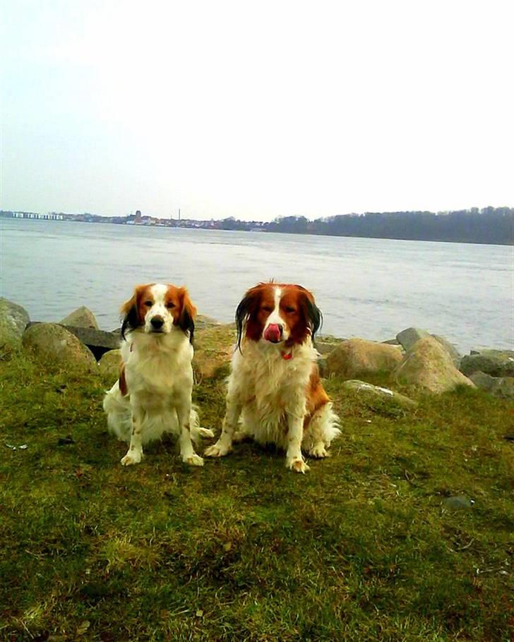 Kooikerhondje Høgedals Lady Smilla billede 17