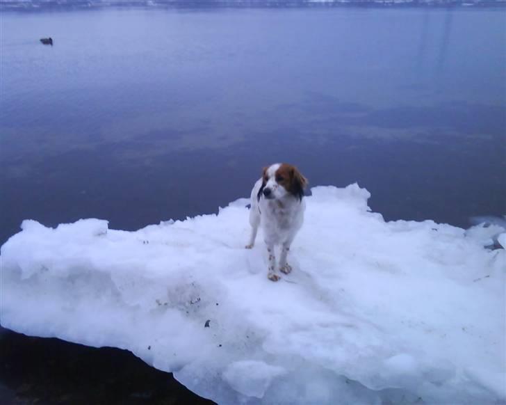 Kooikerhondje Høgedals Lady Smilla billede 18