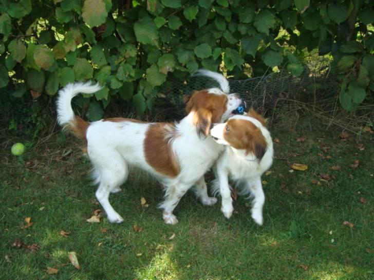 Kooikerhondje Høgedals Lady Smilla billede 19