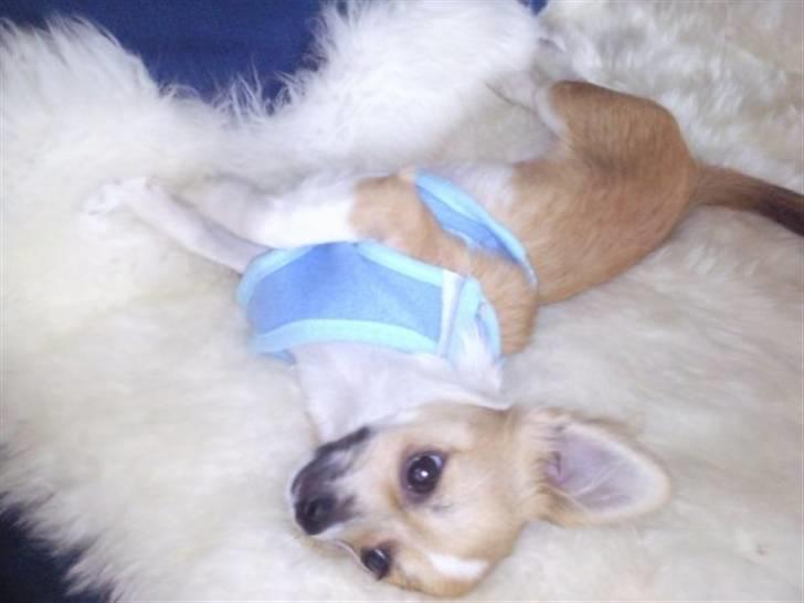 Chihuahua ¨˜”°º•Bailey•º°”˜¨ billede 4