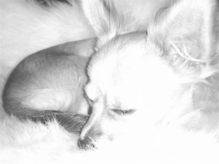 Chihuahua ¨˜”°º•Bailey•º°”˜¨ billede 6