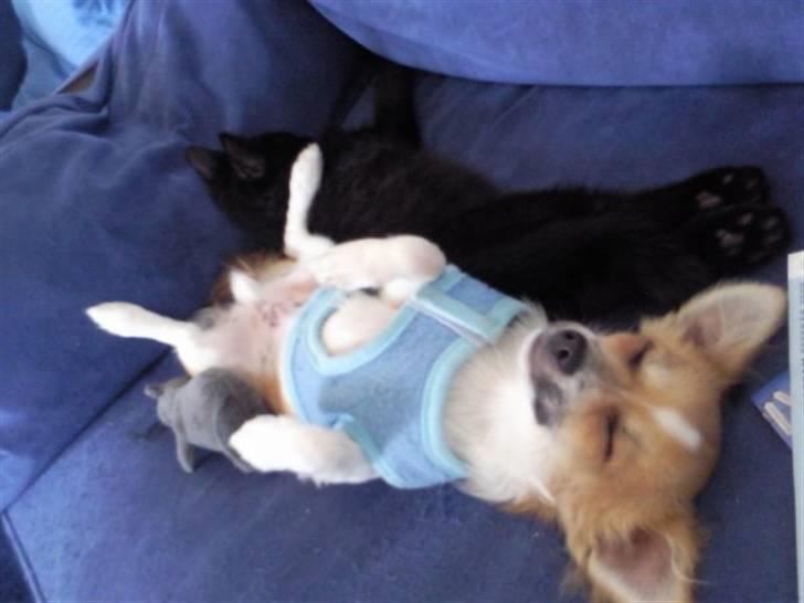 Chihuahua ¨˜”°º•Bailey•º°”˜¨ billede 7