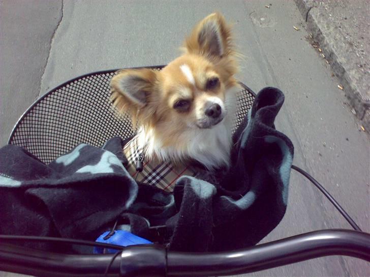 Chihuahua ¨˜”°º•Bailey•º°”˜¨ - På cykel tur ;) billede 8