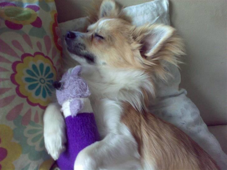 Chihuahua ¨˜”°º•Bailey•º°”˜¨ - Putter med en af sine ynglings bamser :) billede 9